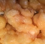 Best S12. Coconut Shrimp in San Diego, CA